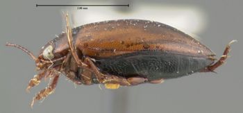 Media type: image;   Entomology 23903 Aspect: habitus lateral view